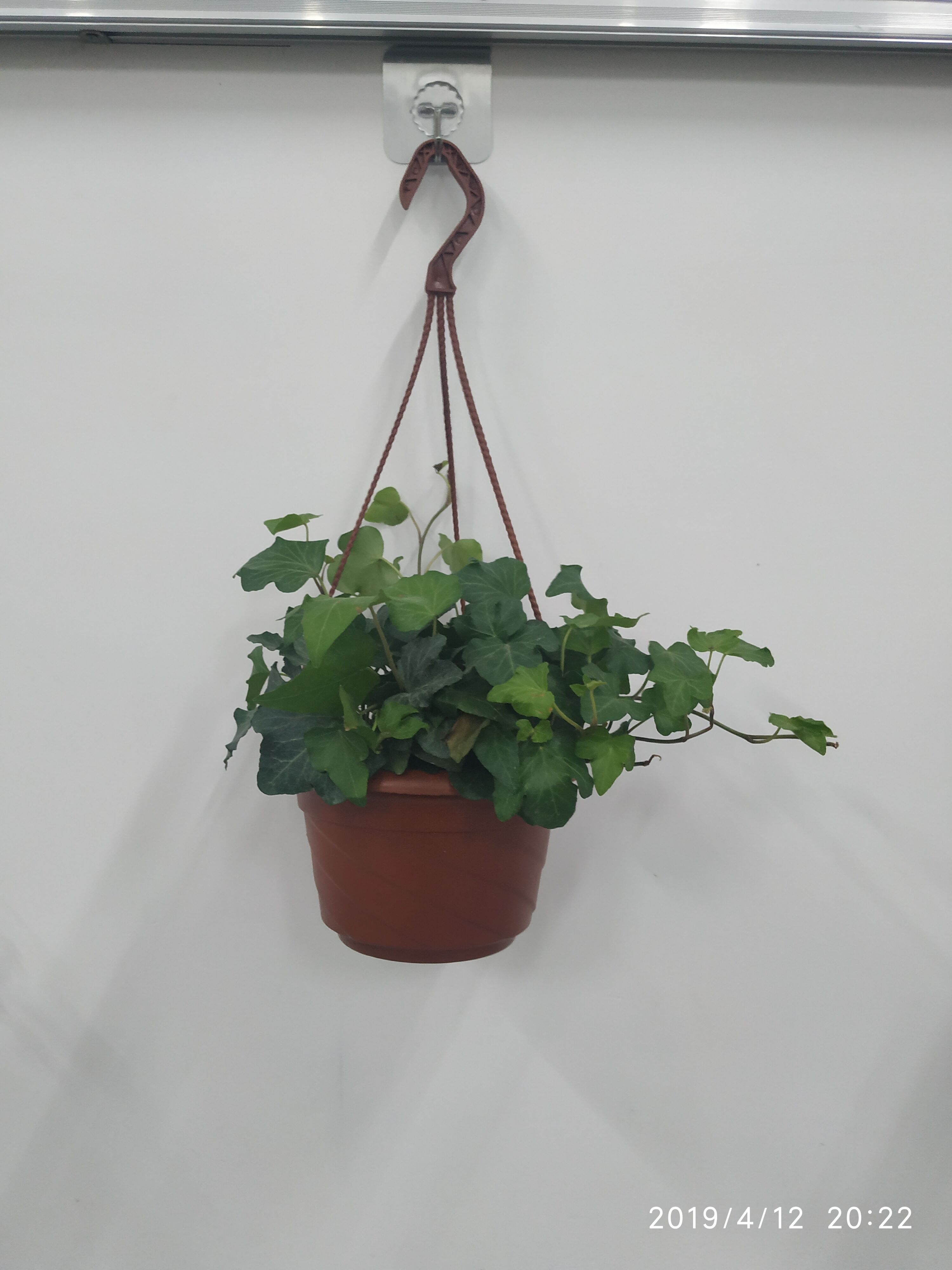 咱班的“班草”